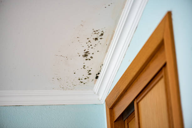 Best Residential Mold Inspection & Testing  in Rome, NY